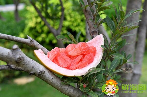 哪種柚子最貴，廣西的柚子最好的在哪里