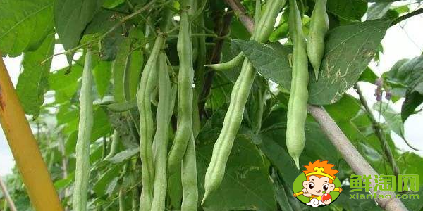 四季豆和豆角的區(qū)別，四季豆怎樣長(zhǎng)期保存