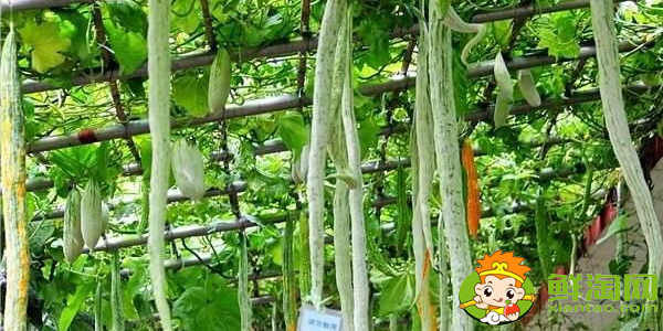 如何判斷蛇豆成熟，蛇形豆角的營養價值
