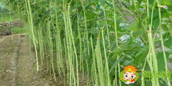 豆角是什么樣子的,豆角開的花是什么樣子的