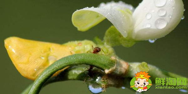 豆角是什么樣子的，豆角開的花是什么樣子的