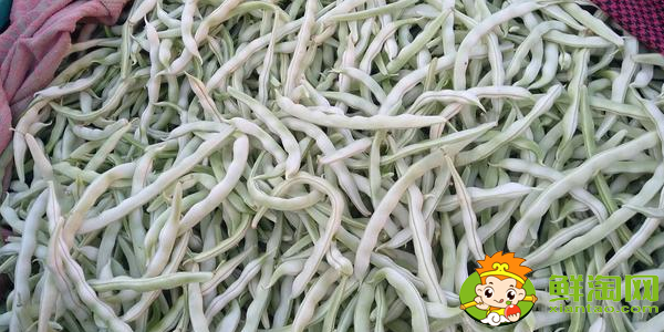 白不老豆角怎么挑選,買白不老豆角是嫩的好還是老的好