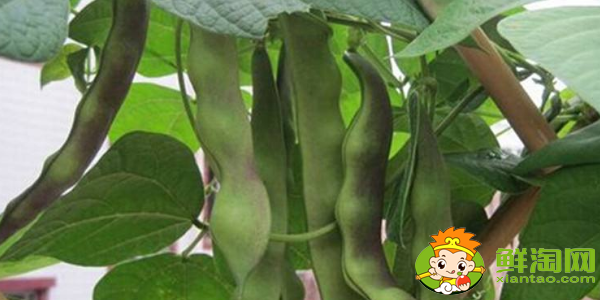 油豆角怎么挑選，油豆角怎么處理