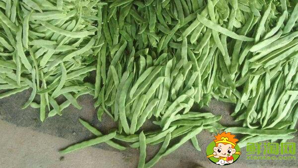 蕓豆長什么樣，蕓豆品種圖片大全