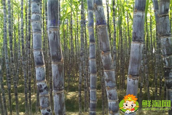 四川甘蔗什么時(shí)候成熟,四川甘蔗主產(chǎn)區(qū)