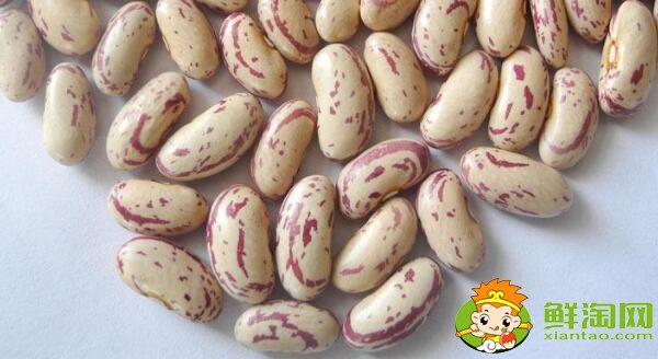 蕓豆長什么樣，蕓豆品種圖片大全