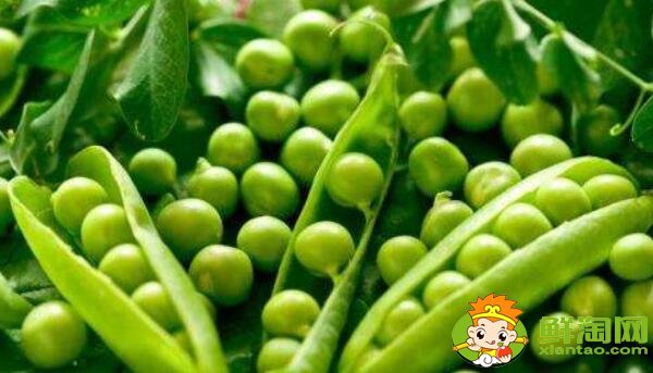 豌豆角直接炒可以嗎，豌豆角是煮還是蒸
