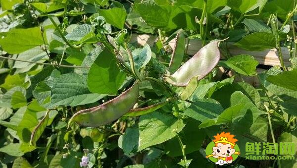 扁豆角怎么摘，扁豆怎么處理干凈