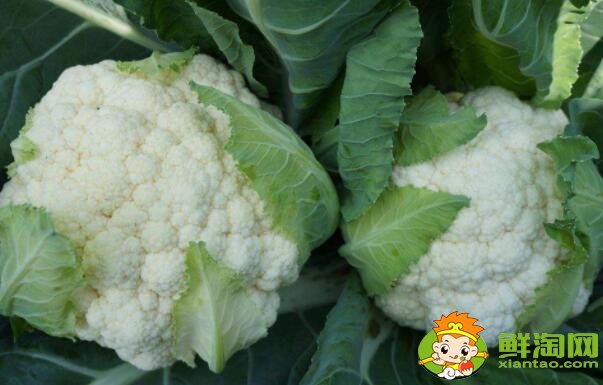 花菜和花椰菜有什么區別，花椰菜是不是花菜和西蘭花呀