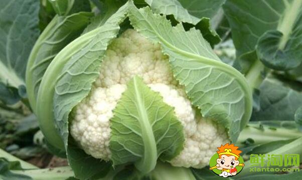 花椰菜就是北方的菜花嗎，花椰菜什么品種好