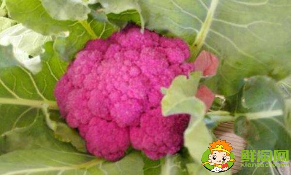 花椰菜就是北方的菜花嗎，花椰菜什么品種好