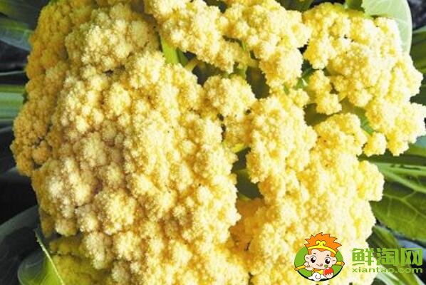 花椰菜就是北方的菜花嗎，花椰菜什么品種好