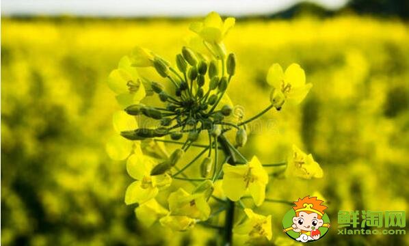 油菜花開花的部位是在哪里，油菜花和菜籽花一樣嗎