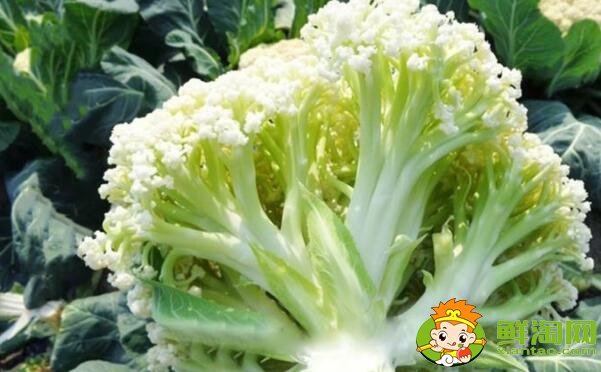 菜花有幾種圖片和名字，菜花的生長期是多少天