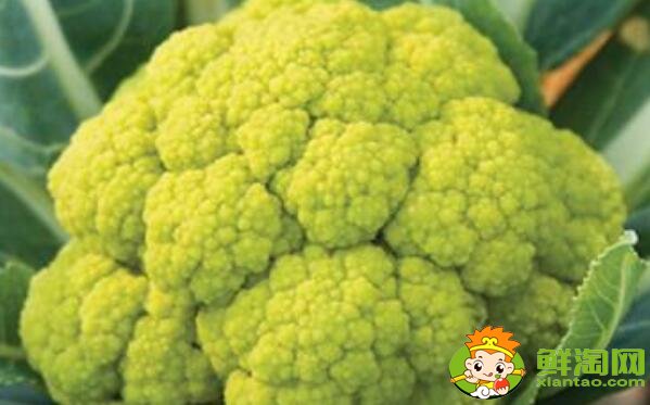 菜花有幾種圖片和名字，菜花的生長期是多少天