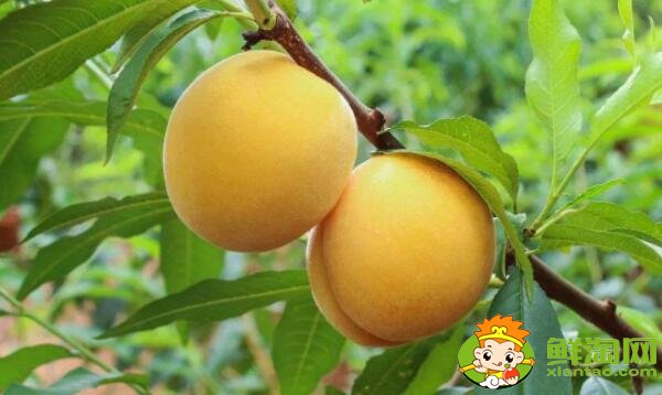 杏子是銀杏果實嗎，外形像杏子一樣的果實