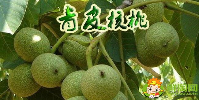青皮核桃那里賣，青皮核桃是哪里的出名