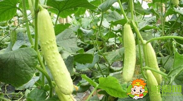 耐熱黃瓜品種有哪些,耐熱黃瓜最好的新品種