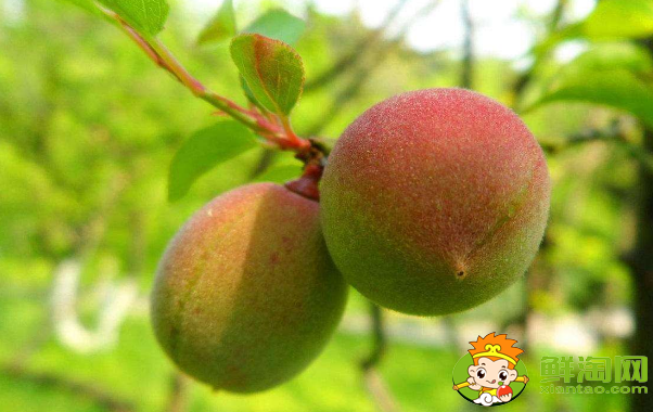 梅子和杏子可以帶皮吃嗎，杏子可以怎么吃