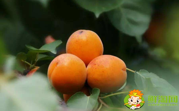 梅子和杏子可以帶皮吃嗎，杏子可以怎么吃