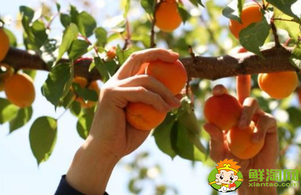 杏子怎么去核，杏子如何去澀