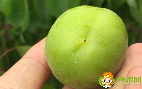 杏子有點酸可以怎么做，沒熟的杏子可以怎么用