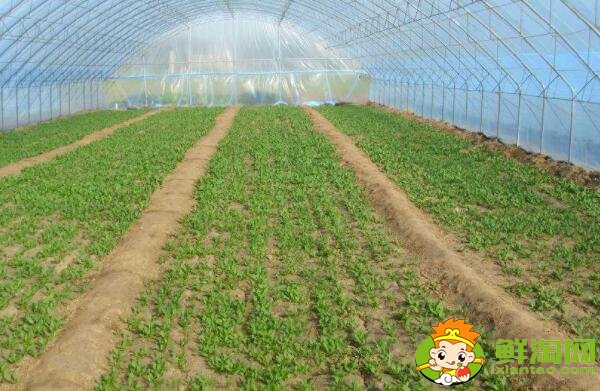 種菠菜要整地嗎，大棚種菠菜什么品種好