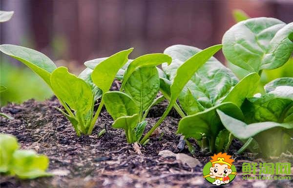種菠菜要整地嗎，大棚種菠菜什么品種好
