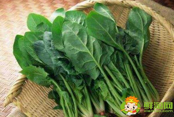 菠菜什么季節吃，菠菜可不可以生吃