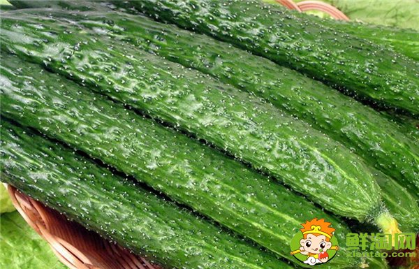 夏季種黃瓜選擇什么品種好，7一8月適合種什么品種的黃瓜