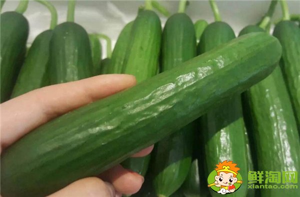 夏季種黃瓜選擇什么品種好，7一8月適合種什么品種的黃瓜