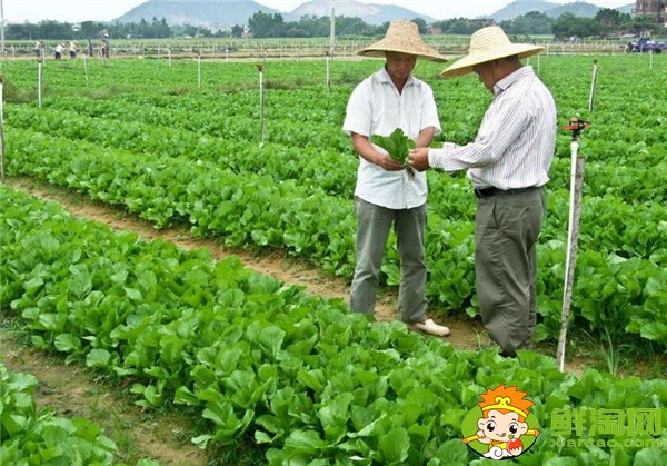 夏季種黃瓜選擇什么品種好,7一8月適合種什么品種的黃瓜