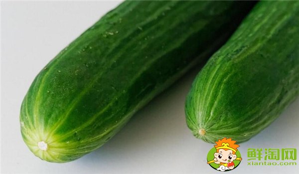 夏季種黃瓜選擇什么品種好，7一8月適合種什么品種的黃瓜