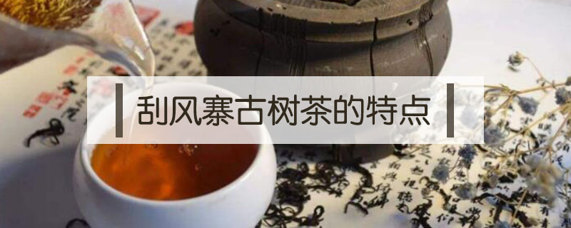 刮風寨古樹茶的特點