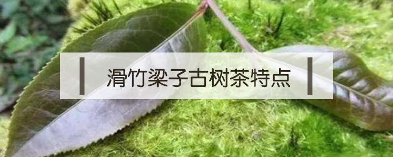 滑竹梁子古樹茶特點