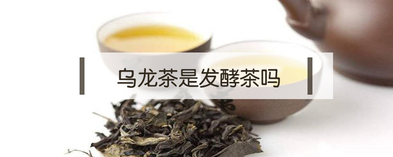 烏龍茶是發酵茶嗎