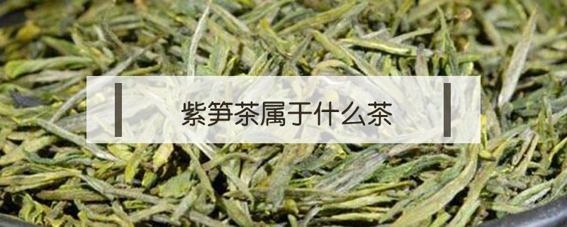紫筍茶屬于什么茶