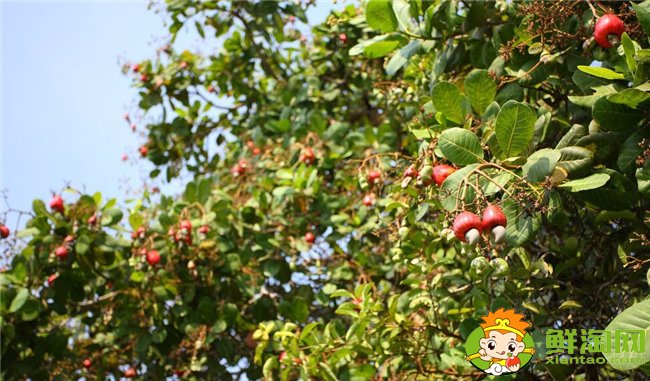 腰果是什么植物的果實,腰果樹長什么樣