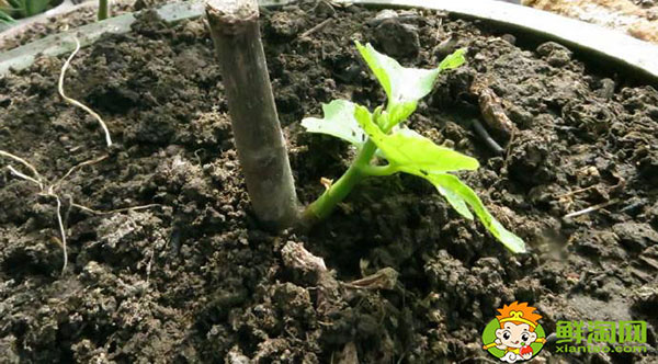 新鮮無花果可以種嗎,新鮮無花果多少錢一斤