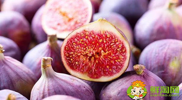 新鮮無花果可以種嗎,新鮮無花果多少錢一斤
