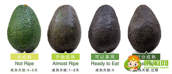 牛油果怎么挑選熟的，牛油果怎么挑選那種最好