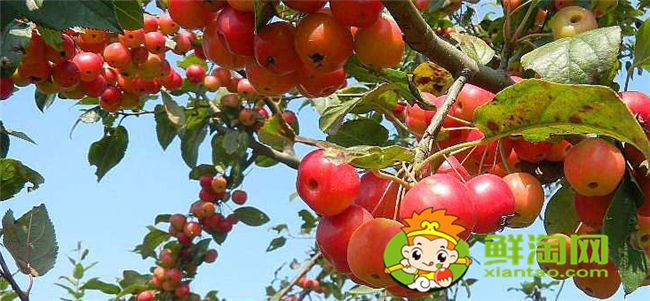 北美海棠果實(shí)可以食用嗎，北美海棠的果實(shí)有多大