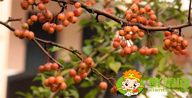 垂絲海棠果實能泡酒喝嗎，垂絲海棠果實幾月份成熟