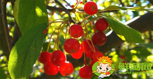 垂絲海棠果實能泡酒喝嗎，垂絲海棠果實幾月份成熟