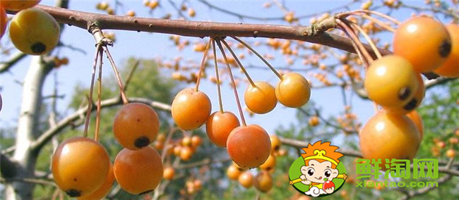 垂絲海棠果實能泡酒喝嗎，垂絲海棠果實幾月份成熟