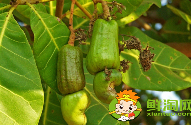 腰果什么時候成熟上市，腰果價格多少錢一斤
