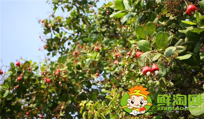 越南腰果產(chǎn)地在哪里,腰果主要產(chǎn)地在越南那里