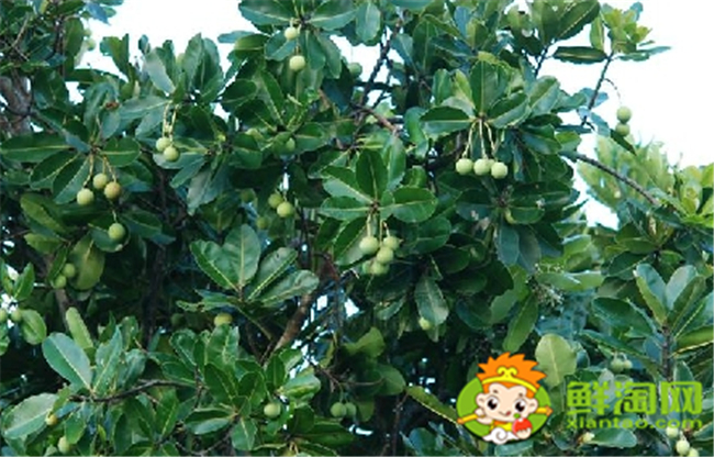 絢麗海棠果實什么顏色，絢麗海棠之果實圖片