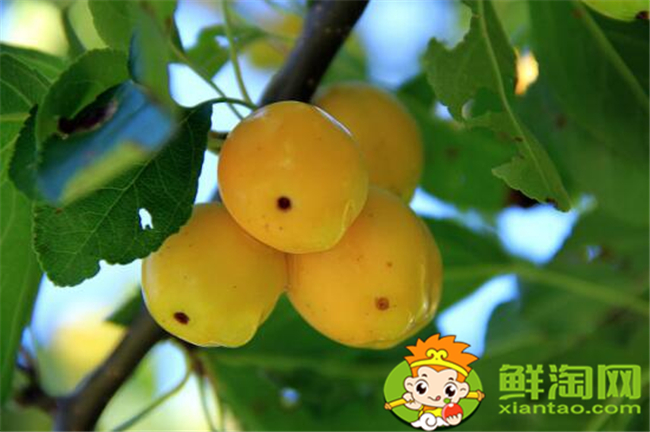 貼梗海棠果實可以吃嗎,貼梗海棠果實如何食用