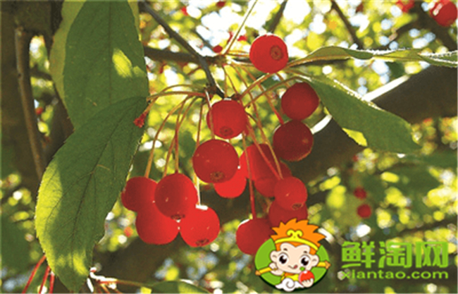 垂絲海棠果實(shí)什么時候成熟,垂絲海棠果實(shí)功效